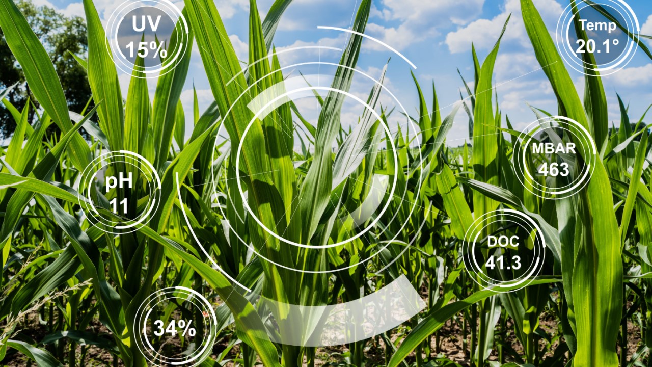 Corn plants, superimposed with translucent image of a smart agriculture tech console 